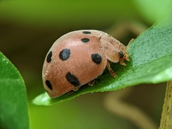 Close up of a red Mexican Bean Beetle ladybug. Blurred background.