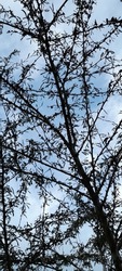 twigs and leaves against the background of the evening sky, photo from below