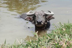 Big buffalo is bathing in Thailand's country lake on very hot summer day.
