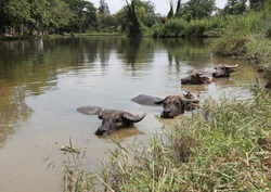 Four big and one small buffalo bathing in Thailand's country lake on a very hot summer day.