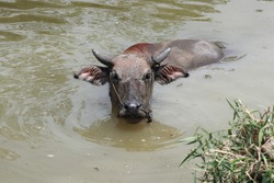A buffalo bathing in Thailand's country lake on a very hot summer day.