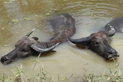 Two buffalo are bathing in Thailand's country lake on a very hot summer day.