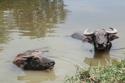Two buffalo bathing in Thailand's country lake on a very hot summer day.