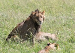 Lion sits forlornly whilst flies crawl across his face. Two members of the family lie down nearby in the long grass and sunshine.