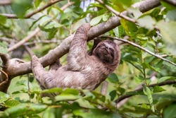 Baby sloth in the Amazon. At the Community November 3, The Village (La Aldea), Peru
