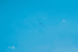 Two great cormorants fly against a blue sky with beautiful white clouds. A pair of birds close to each other. The concept of friendship and mutual assistance. Copy space.