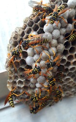 Closeup of a wasp's nest with many yellow and orange wasps