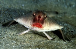 Redlip batfish, Ogcocephalus darwini, Galapagos Islands Ecuador