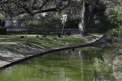 bird swan bird in the water lagoon lake quietly calm landscape
