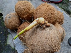 photo of growing coconut shoots.  hard coconut shell