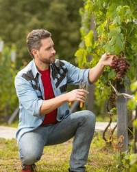 enologist cutting grapevine with garden scissors, grapes