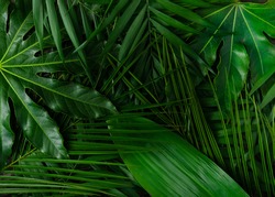 Nature background with green tropical palm leaves. Summer forest or jungle pattern. Flat lat.