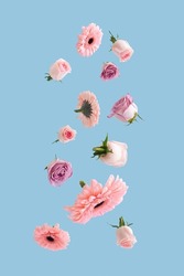 Beautiful romantic flying or levitate pastel flowers. Falling on bright blue background. Creative spring bloom or floral concept. Minimal natural Mother's, Valentines, Women's day or wedding day.