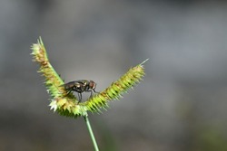 Flies perch on the weeds in the evening