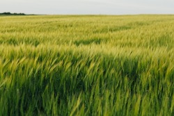 Green wheat ears ripen in the summer. Background of wheat. Rural landscape of wheat green field.