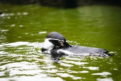 A jackass penguin is cleaning itself while swimming in green water. A black and white wildlife fish eater endemic animal. Zoo birds.