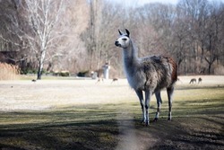 An adult llama or alpaca stands outdoors, in a zoo park. A big tall lama animal on slim legs famous for its fur or wool. A white and brown lama animal on landscape background.