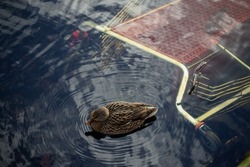 A swimming duck on dark water background. A supermarket cart drowned as rubbish in a lake or river in a city or town. Pollution of the environment concept or idea. Abstract circles pattern and lines.