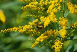 Insects on Canadian goldenrod. The Canadian goldenrod plant blooms with many small, bright yellow flowers. A hairy bumblebee crawls through the flowers and collects nectar
