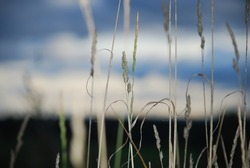 Contours of field grass sprouts. Field grass and plants grow against the background of the evening light blue sky with white-blue clouds. The contours of plants stand out in a dark way against  sky.
