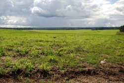 White-blue clouds over a green field. Large white rain clouds hung low over a large uneven field with green grass along the edges of which a forest grows. They cast a shadow on the field.