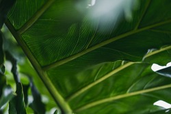 Tropical giants leave. Nature wallpaper. Leaves texture and close up of a tropical flora
The macro nature of giant leaves