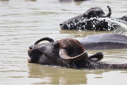 Buffaloes taking bath in lake 
