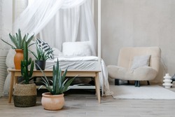 House plants in wicker basket and ceramic pots stand on wooden bench against armchair and comfy bed with white baldachin. Morning light in bright boho chic style bedroom. Scandinavian interior design