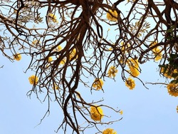 Beautiful silhouette of Yellow flower blooms named Tabebuia on the sidewalk. nature concept background.