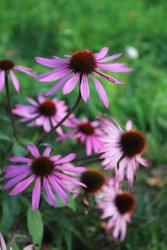 lovely pink echinacea blooms in the garden