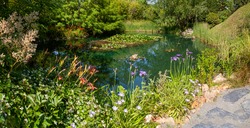 Panorama on a wetland in a botanical garden - natural ecosystem for the preservation of biodiversity 