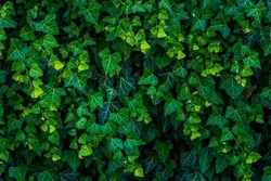 background of lush green ivy leaves Green ivy leaves with white veins growing on a bush climbing on a wall. Evergreen plant wall. A green ivy leaves - climbing or ground-creeping woody plant. pattern