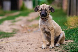 Stray dog puppy eyes homeless street dog puppy A sad-looking street dog with folded ears looks at the camera. rural soil road grass green