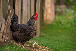 Portrait of the black orpington chicken hen on the grass hen nibbling on the green grass in the garden  gallus domesticus bird feeding at the farm wood fence, red comb, free