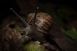 small garden snail on brown wood and moss with black background