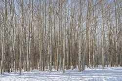 Thick Aspen Grove in Winter with Many Branches