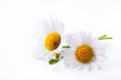 daisies summer  white flower isolated on white background