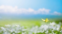 Beautiful blurred spring background nature with blooming glade, butterfly and blue sky on a sunny day
