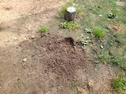 A hole in the ground dug by dogs. The dogs easily dig holes in the loose dirt that makes up this ground. There are rocks and other miscellaneous items that the dogs were trying to hide.