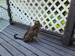 A savannah cat outside on a backyard deck. The mixed breed cat is part Serval cat making him a large sized house cat with dots and a striped tail.