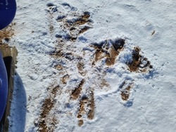 A large group of footprints in the snow. The deep footprints are exposing mud, dirt, and sand below the white blanket of snow.