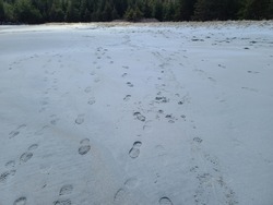 A long shot of a footprints and pawprints in the sand at the beach.