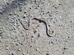 A top down view of a garter snake lying dead in a road after being run over by a vehicle.