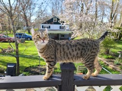 A spotted highland lynx cat standing on a porch railing.