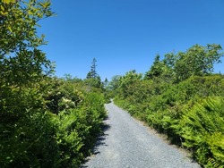 A gravel path stretching through dense vegetation on either side.