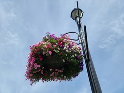 A hanging plant with flourishing Calibrachoa flowers is attached to a pole.