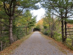 A walking trail through the wilderness on an autumn day with leaves down over the path.