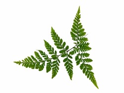 Fern leaf, Ornamental foliage, Fern isolated on white background.