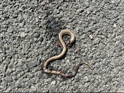 Dead Blindworm on the street after being killed in car accident.  Dead body is destroyed by the tyres of car on the road. This is typical consequence of heavy traffic on roads. It looks like snake.