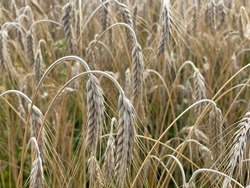Wheat classes before harvest in the Czech Republic. Enough grain for food production can prevent famine crises not only in Africa caused by Russian assault in the Ukraine. Wheat is used for bread.